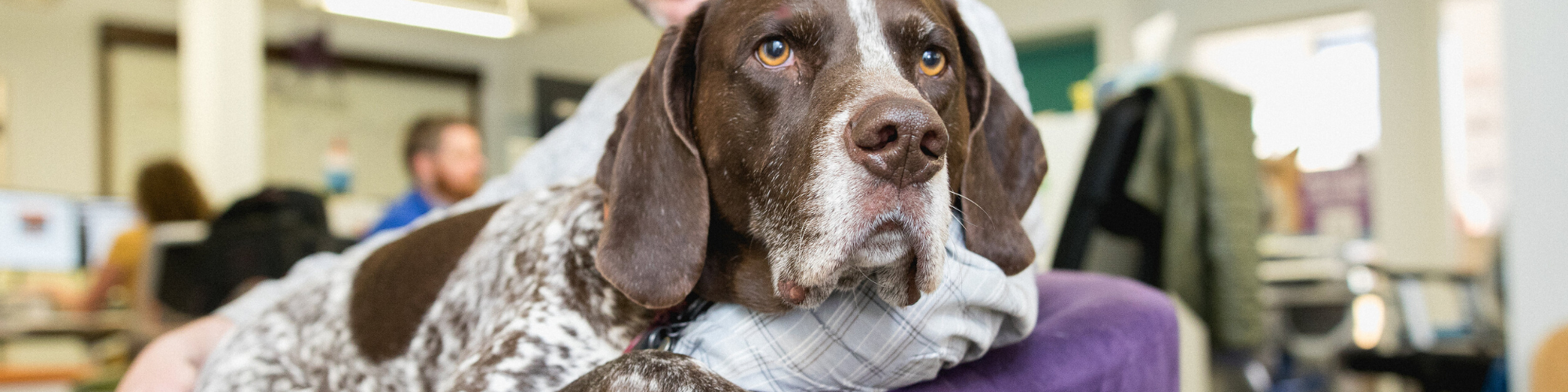 A brown and white dog with a speckled coat lays its head on a person's lap. The dog has a calm, relaxed expression and is indoors, with blurred background details of an office or home setting and other people visible.