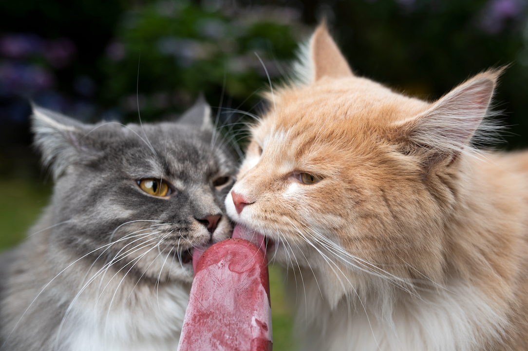 Two cats enjoying a popsicle 