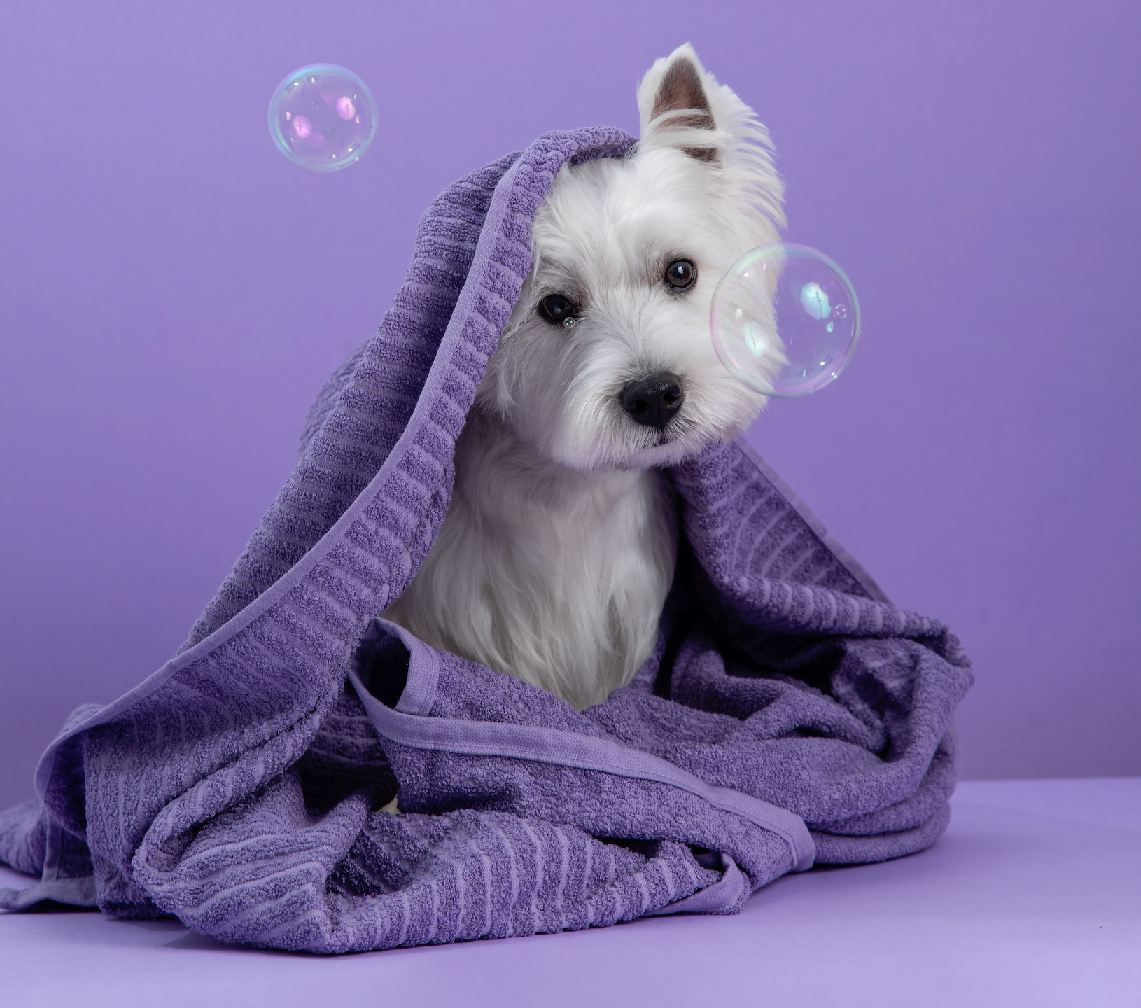 A dog wrapped in a towel with bubbles on its head.