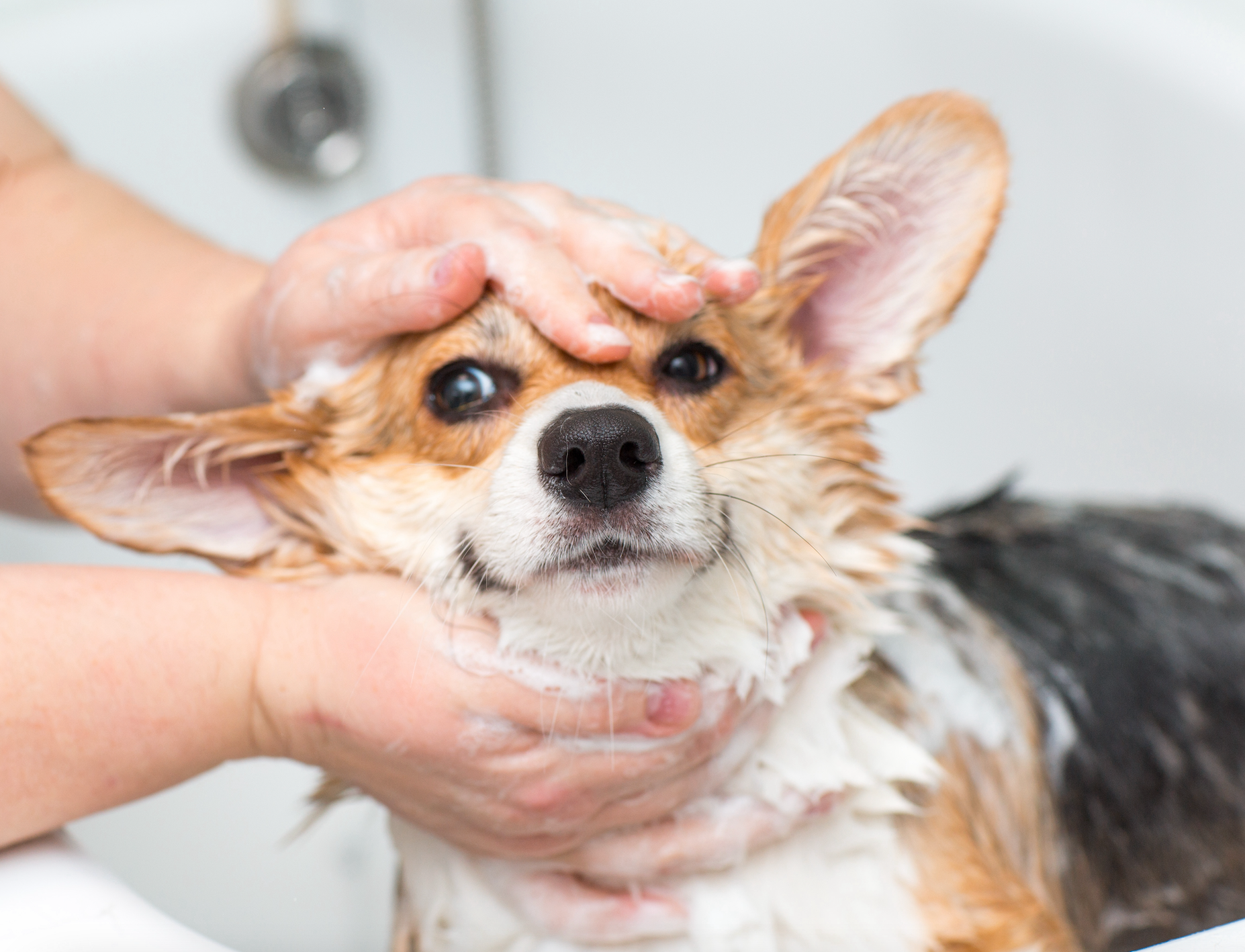 Dog Grooming Tips for the Winter Months