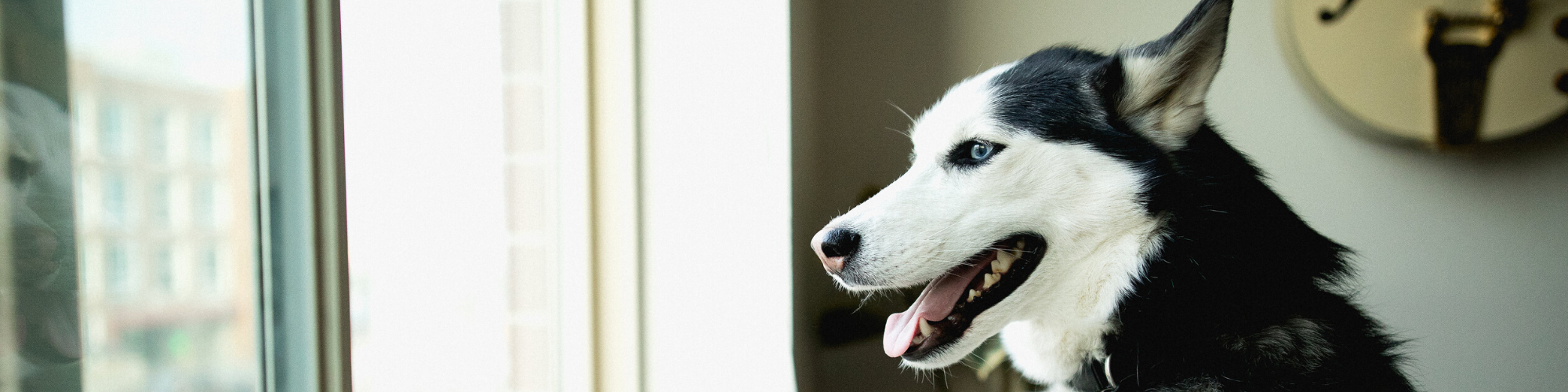 A black and white Siberian Husky with bright blue eyes sits indoors by a window, gazing outside with its mouth slightly open and tongue visible. The side profile of the dog captures its alert and curious expression. Light filters through the window.