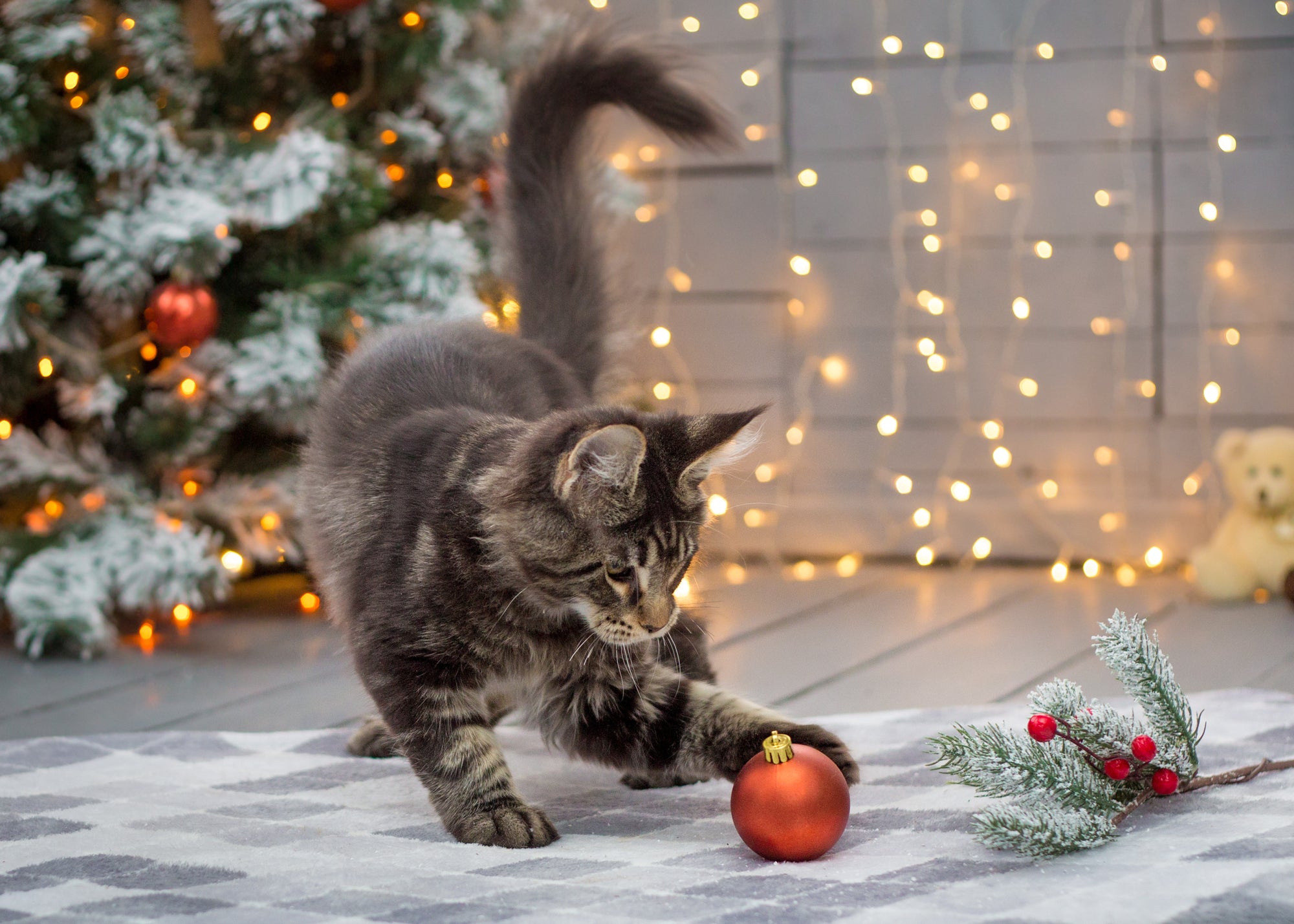 A cat playing with a Christmas ornament near a tree.