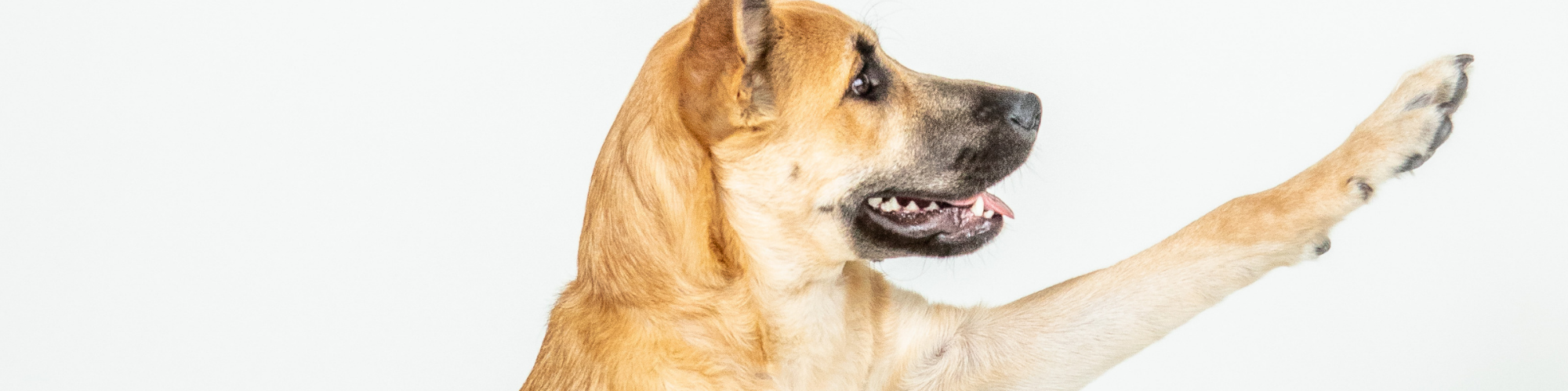Hot Spots on Dogs: Causes, Symptoms, and Treatments