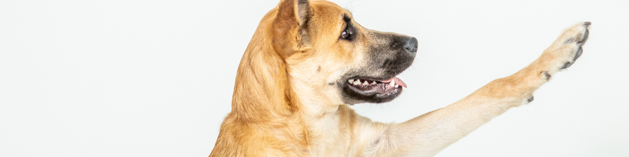 A tan dog with short fur is captured in profile against a plain white background. The dog has its mouth open and tongue slightly out, while its front left paw is raised and reaching out as if it is waving or giving a high-five.