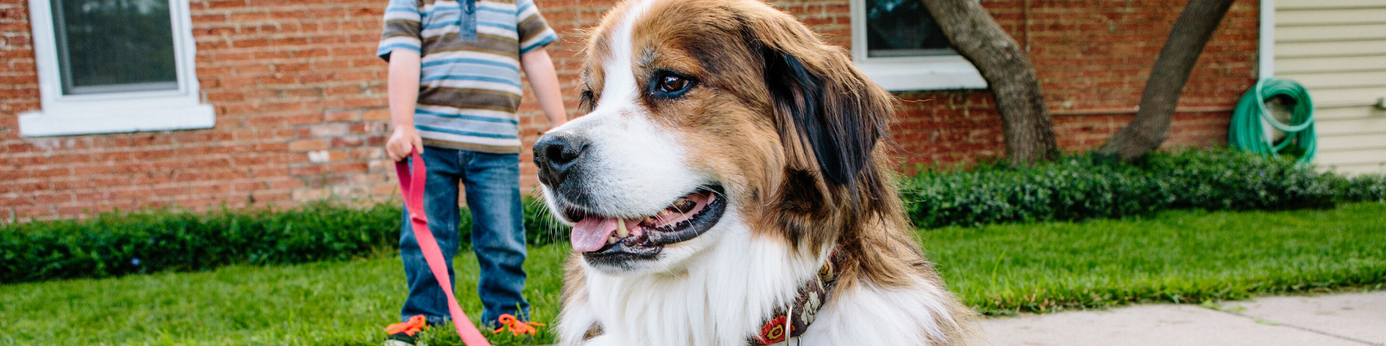 A large, fluffy dog with brown and white fur sits outside near a brick house, looking to the side. In the background, a person in a striped shirt and jeans holds a red and blue leash. Green grass and a tree are visible.