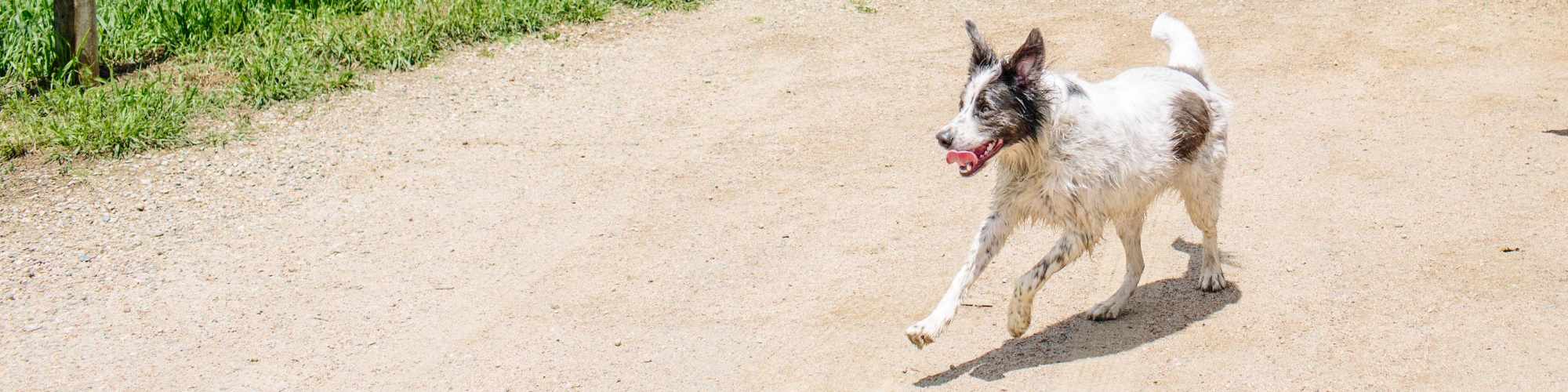 A white and brown dog with pointy ears and a wagging tail is running on a sandy path with its tongue out. The background shows green grass on the left side.