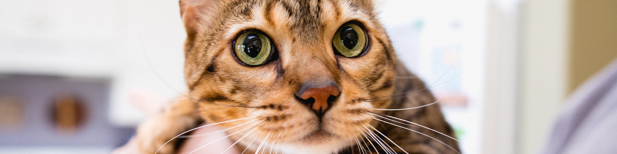 How to Control and Treat Hairballs in Cats