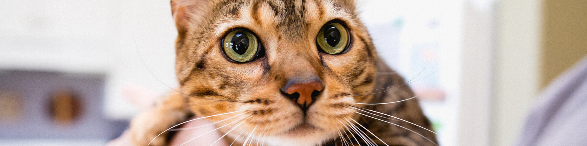 A close-up photo of a brown tabby cat with large, expressive green eyes and a pink nose. The cat is being held up, with a blurred background of indoor settings.