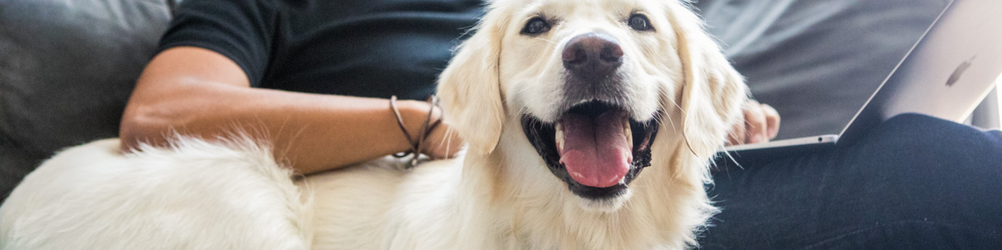 A happy Golden Retriever lies on a person's lap on a couch. The person is wearing a dark shirt and holding a laptop. The dog looks directly at the camera with its mouth open and tongue out, giving the appearance of a smile.