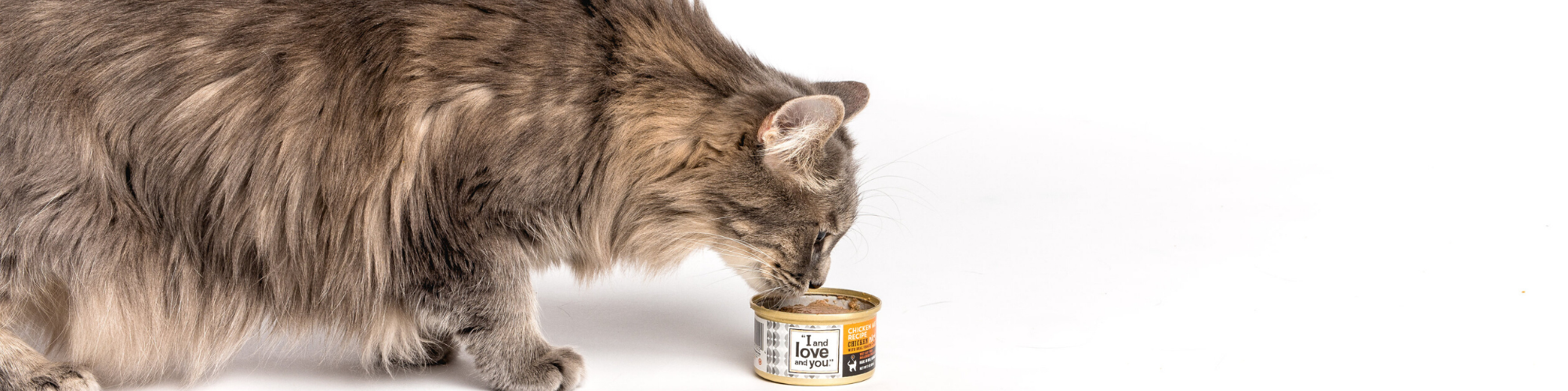 A fluffy gray and brown cat is eating from an open can of cat food labeled "I and love and you" on a white background. The cat's head is lowered to the can as it indulges in a meal.