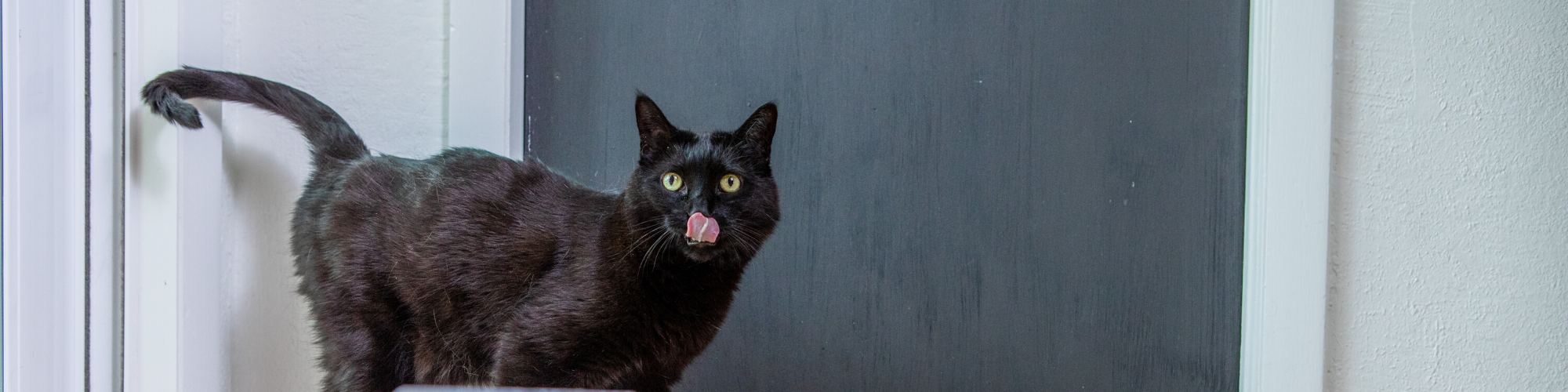 A black cat with bright yellow eyes stands in front of a dark gray door. It is looking directly at the camera with its tongue slightly sticking out, as if it is licking its nose. The cat's tail is curved upward.