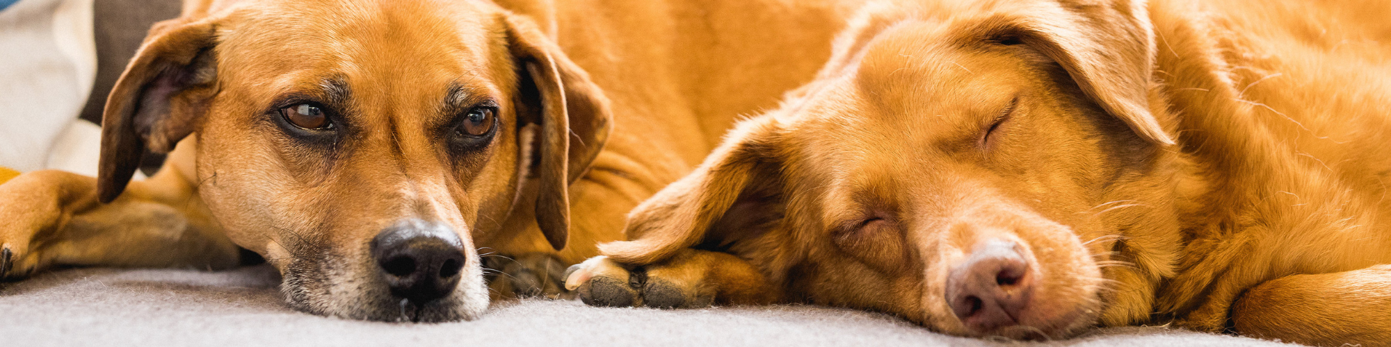 Two brown dogs lie down close to each other on a soft surface. The dog on the left is awake, looking directly at the camera with thoughtful eyes, while the dog on the right is sleeping peacefully with its eyes closed. Both appear relaxed and comfortable.