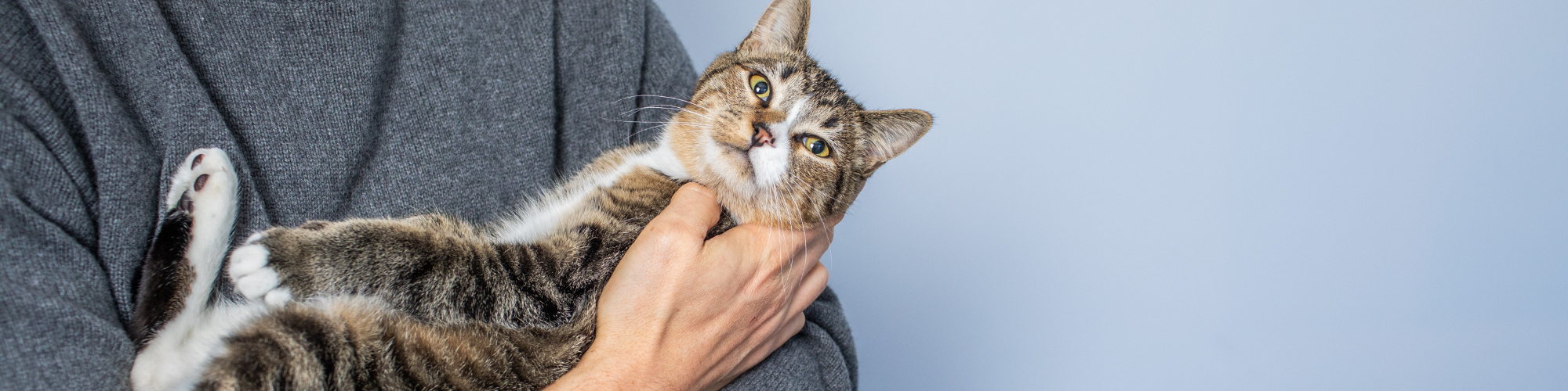 Four Tips To Prepare Your Cat For A Vet Visit