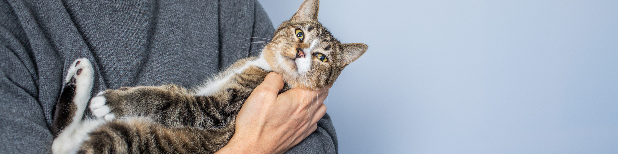 Person in a grey sweater gently holding a relaxed tabby cat with white patches. The cat's head is tilted slightly and it is looking directly at the camera. The background is a plain light blue color.