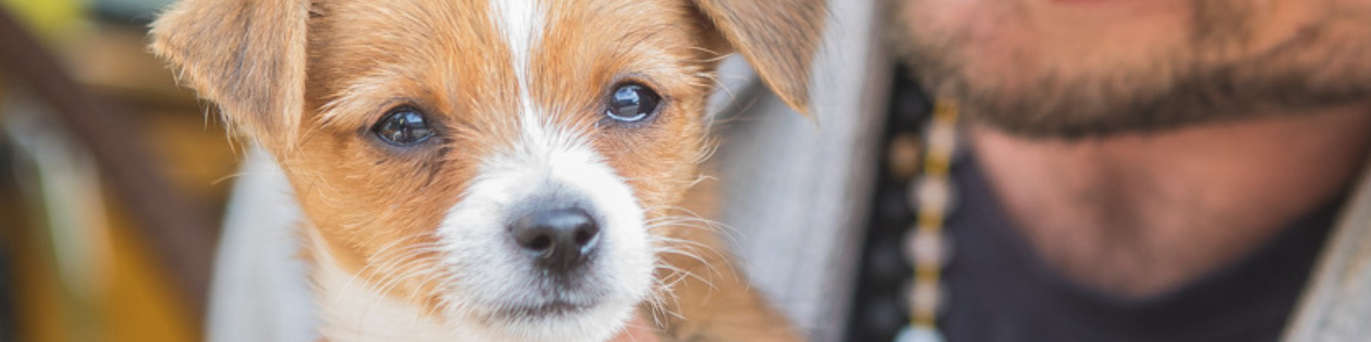 A close-up of a person holding an adorable brown and white puppy. The puppy's ears are perked up, and it gazes curiously at the camera. The person, who is partially visible, has a beard and is wearing a beaded necklace.