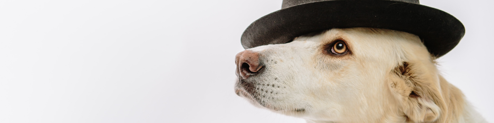 Close-up of a light-colored dog wearing a black top hat, looking slightly upwards against a white background. The image shows the dog's face in profile, emphasizing its inquisitive expression and the hat.