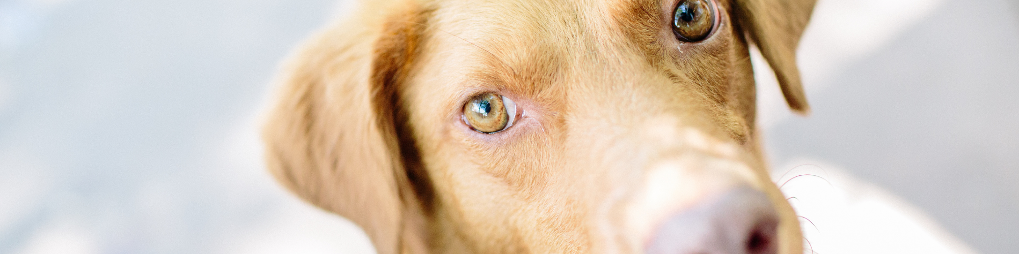 Close-up of a light brown dog with mesmerizing hazel eyes, gazing intently at the camera. The background is blurred, making the dog's expressive face the focal point of the image.