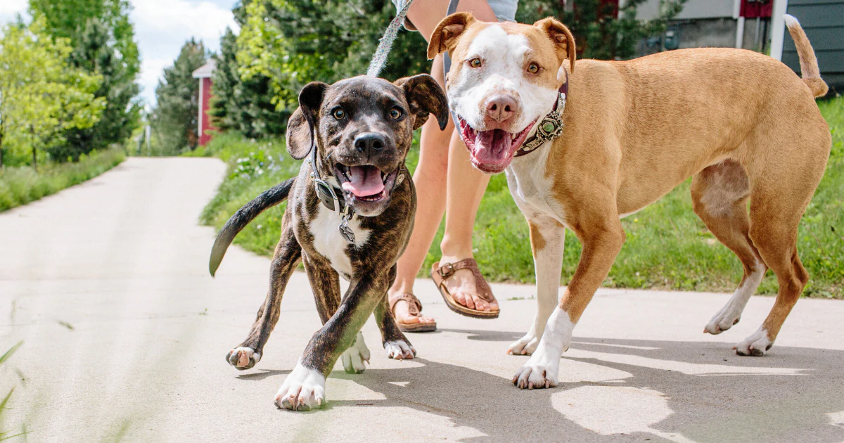 Two dogs walking on a sidewalk, one with mouth open, close-up of paw and collar.