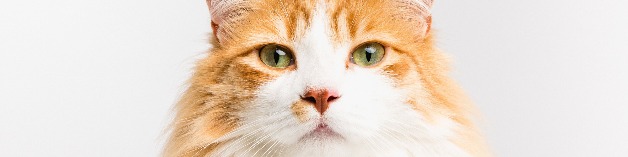 Close-up of a long-haired, orange and white cat with green eyes looking directly at the camera against a plain white background.