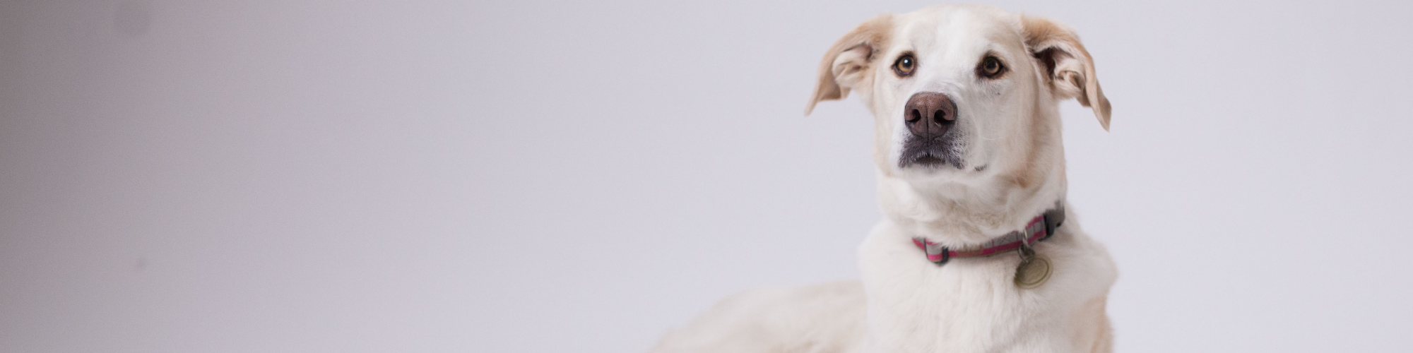 A white and tan dog with a red collar and a metal tag sits against a plain white background, looking attentively to the side.