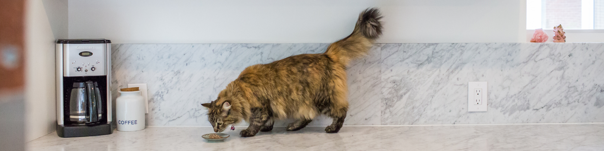 A cat standing on a marble eating. 
