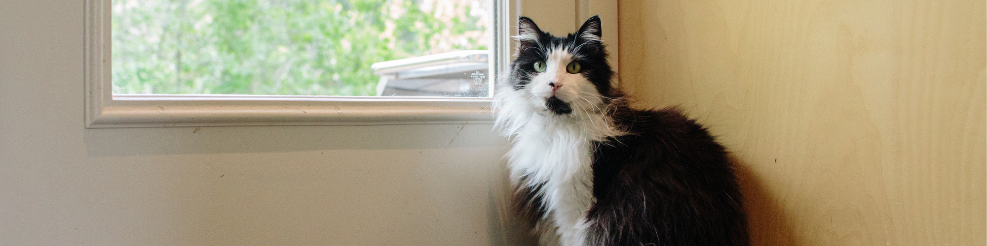 A fluffy black and white cat with green eyes sits facing the camera, next to a window with greenery visible outside. The cat is indoors, positioned against a wall and door frame.