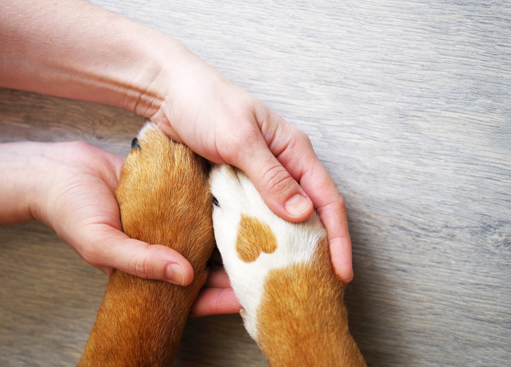 A person holding a dog's paw with a heart on it.