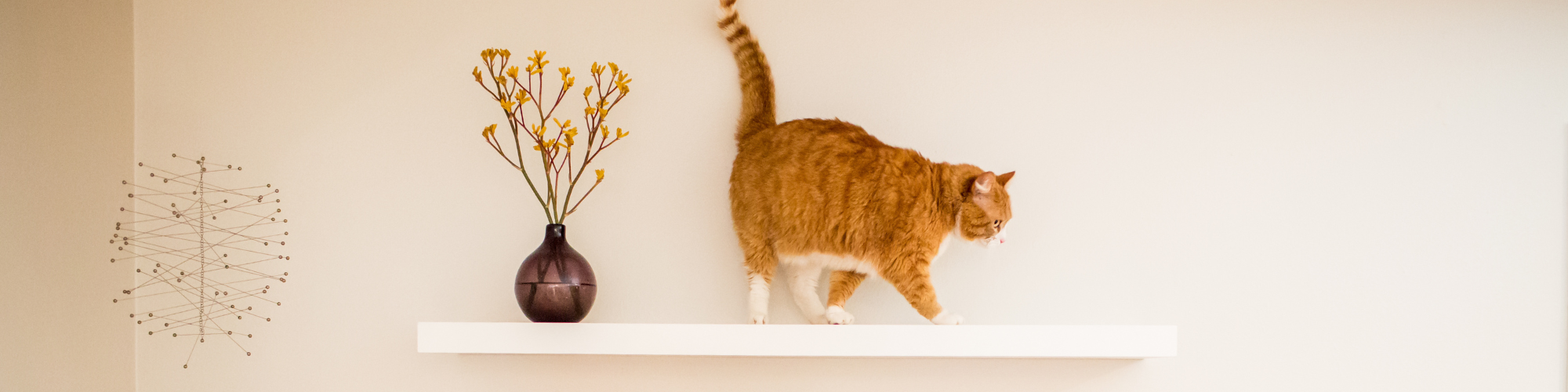 A large orange tabby cat walks on a white floating shelf against a beige wall. A dark vase with yellow flowers sits on the left side of the shelf, and a modern geometric wall art piece is displayed to the left of the vase.