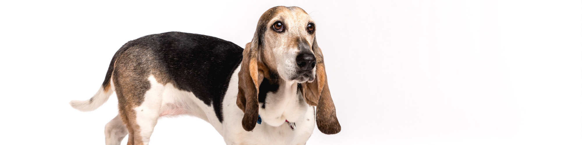 A Basset Hound with a tricolored coat stands on a white background, looking intently to the side. The dog has long ears, large dark eyes, and a droopy expression, characteristic of the breed.