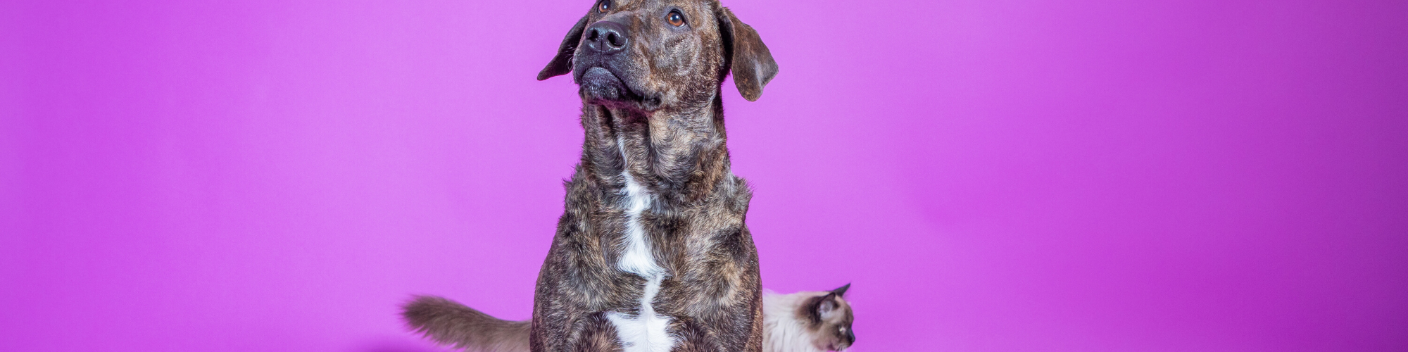 A brindle-coated dog sits attentively on a purple background with a white patch on its chest. Behind the dog, a Siamese cat with blue eyes and a cream-colored body with a dark face and tail is partially visible.