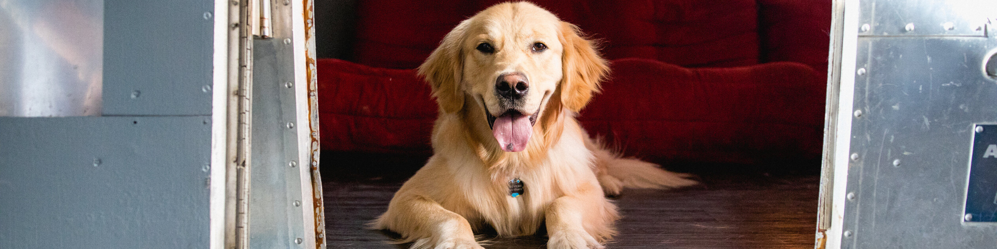 A golden retriever lies down comfortably in a doorway, facing forward with its tongue out. The dog is in a room with a red couch in the background. The surroundings have a metallic, industrial feel.