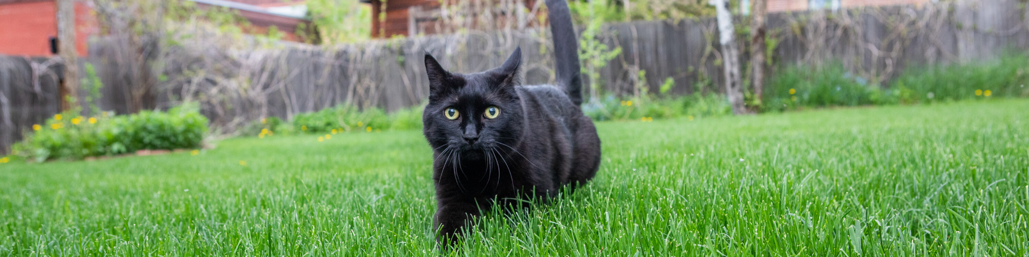 A black cat with striking yellow eyes is cautiously walking through green grass in a backyard. Wooden fences, trees, and houses can be seen in the blurred background.