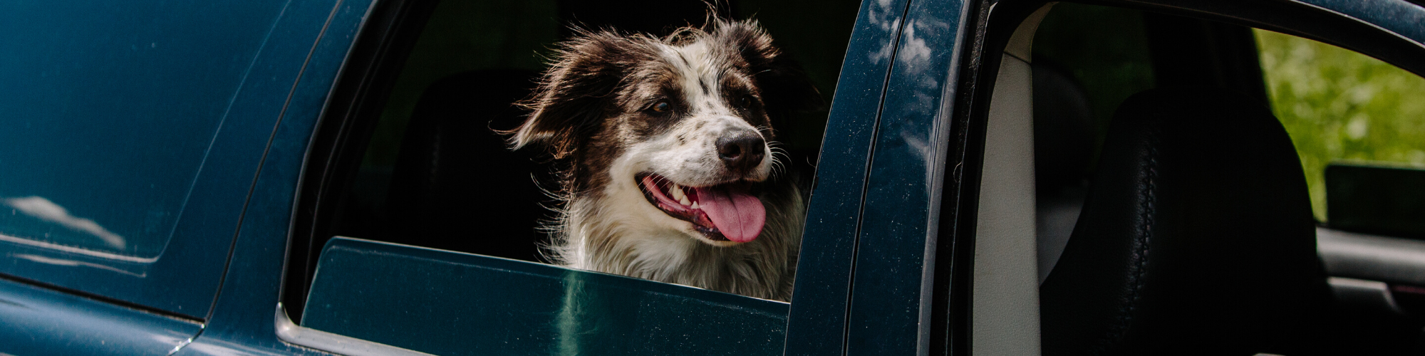 A happy dog with a fluffy coat and its tongue hanging out is leaning out of the open window of a blue car. The background is blurred, focusing on the dog enjoying the ride.