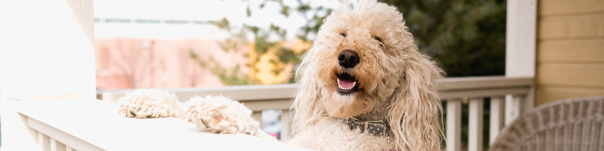 A fluffy, cream-colored dog with curly fur is standing on a porch. The dog has its front paws on the porch railing and is looking directly at the camera with its mouth open, as if smiling. The background features a mix of foliage and parts of buildings.