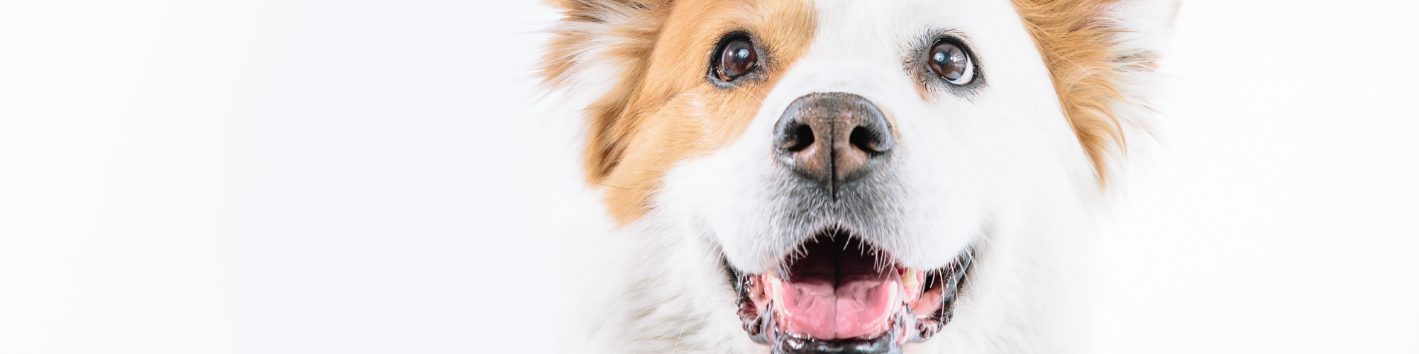 A close-up of a happy dog's face with white and tan fur, wide brown eyes, and ears perked up. The dog has its mouth open, showing its tongue and teeth. The background is plain white.