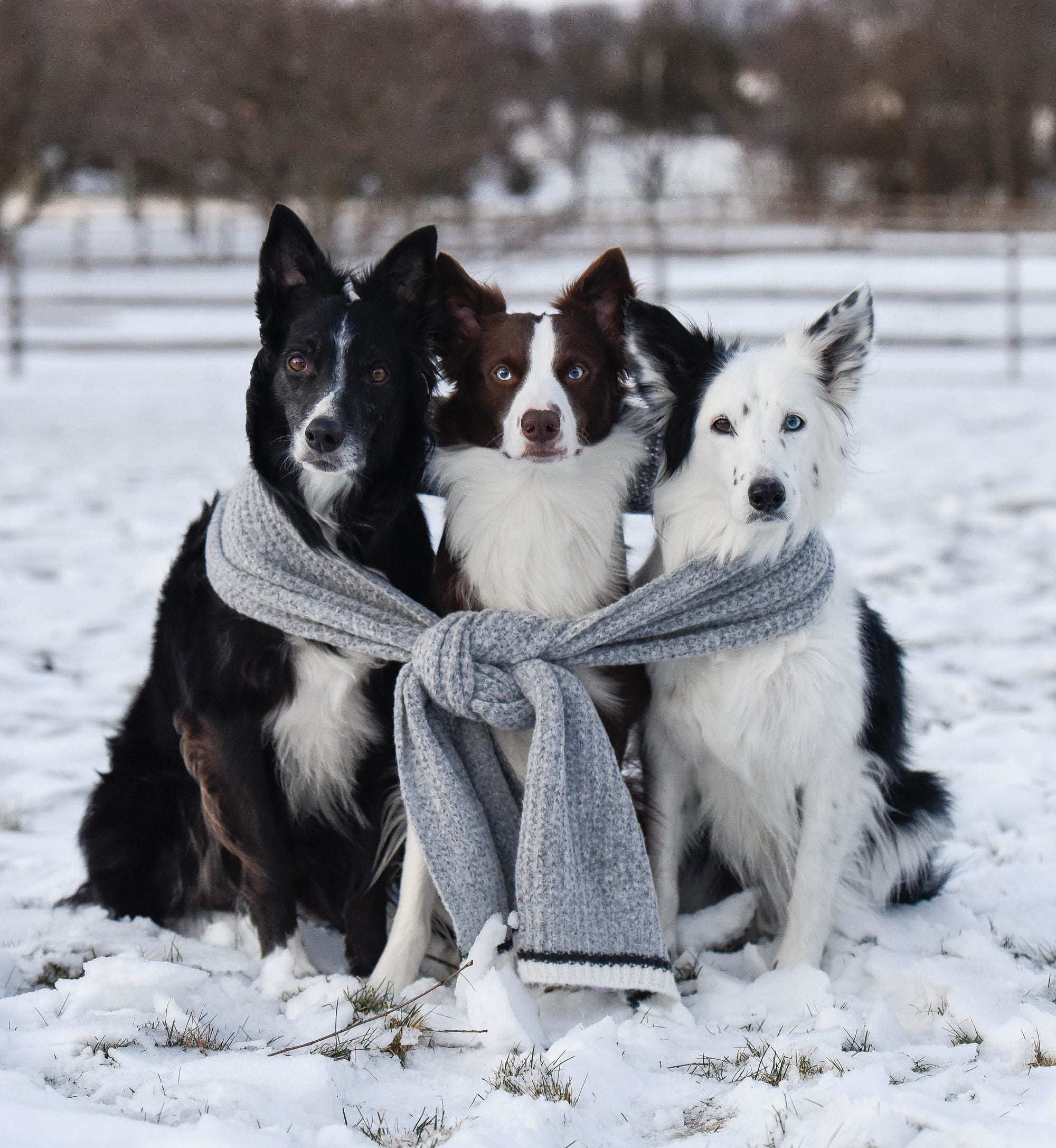 A group of dogs wearing scarves outdoors in the snow.