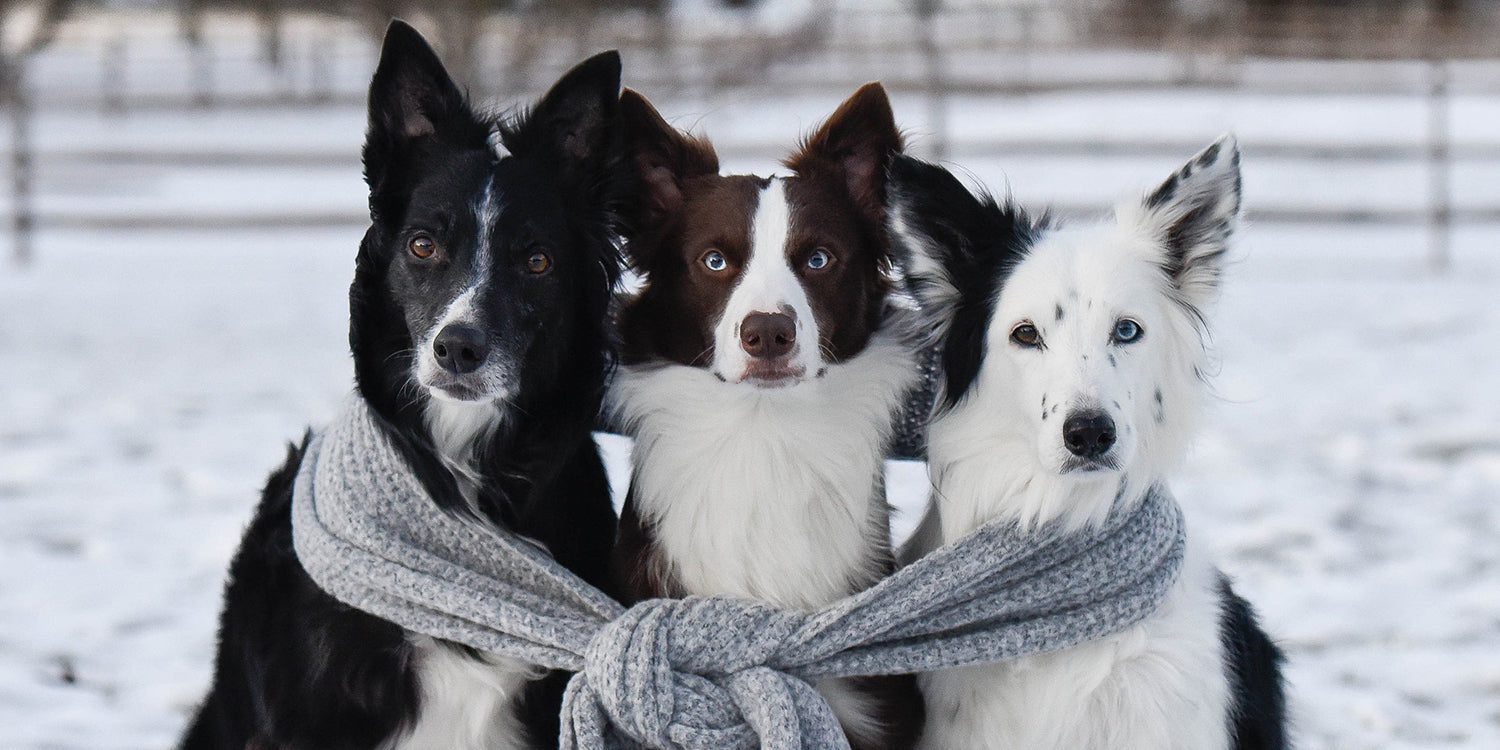 A group of dogs wearing scarves outdoors in the snow.