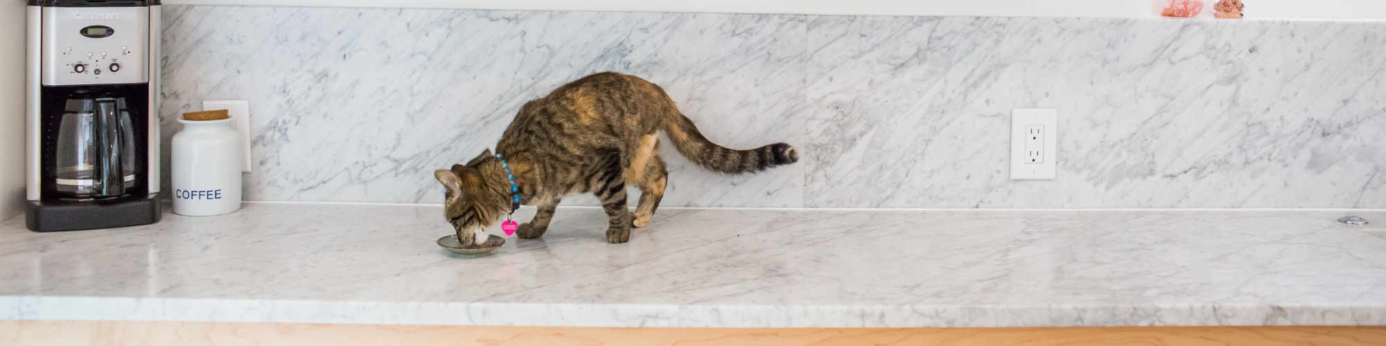 A cat with striped fur and a blue collar drinks from a small dish on a marble kitchen countertop. To the left, there is a coffee maker and a white container labeled "COFFEE". The backdrop features a marble backsplash and an electrical outlet.