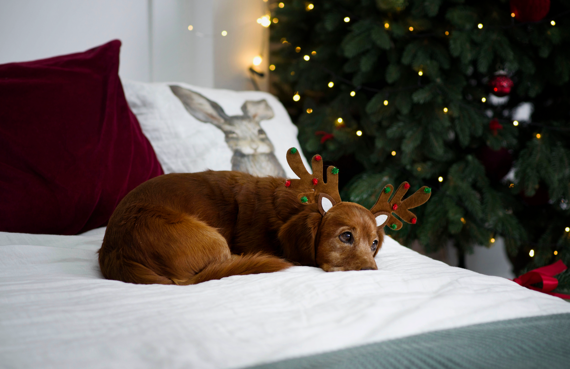 A dog with reindeer antlers lying on a bed.