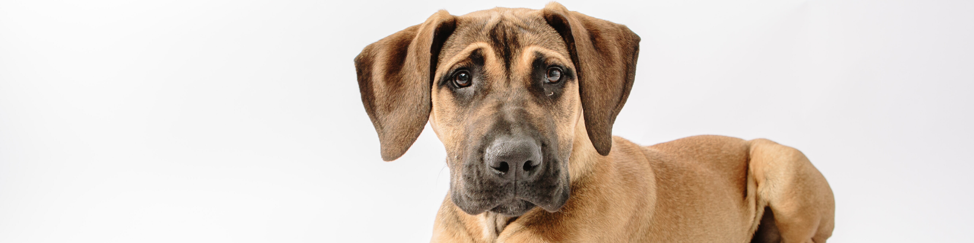 A brown Great Dane puppy with dark markings on its face and ears is sitting against a plain white background, looking directly at the camera. The puppy has a curious and calm expression.