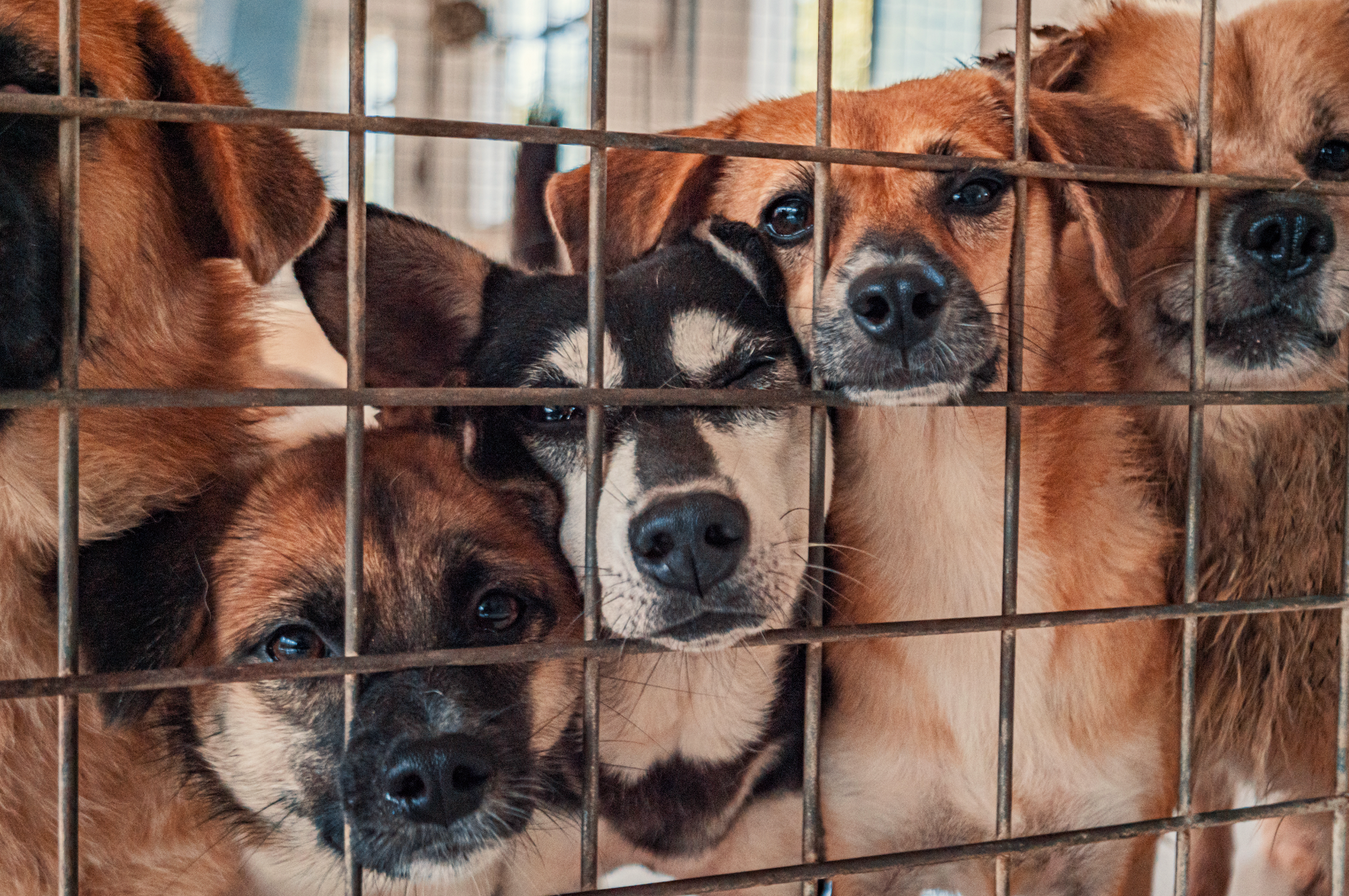 Dogs peeking through a fence at an animal shelter.