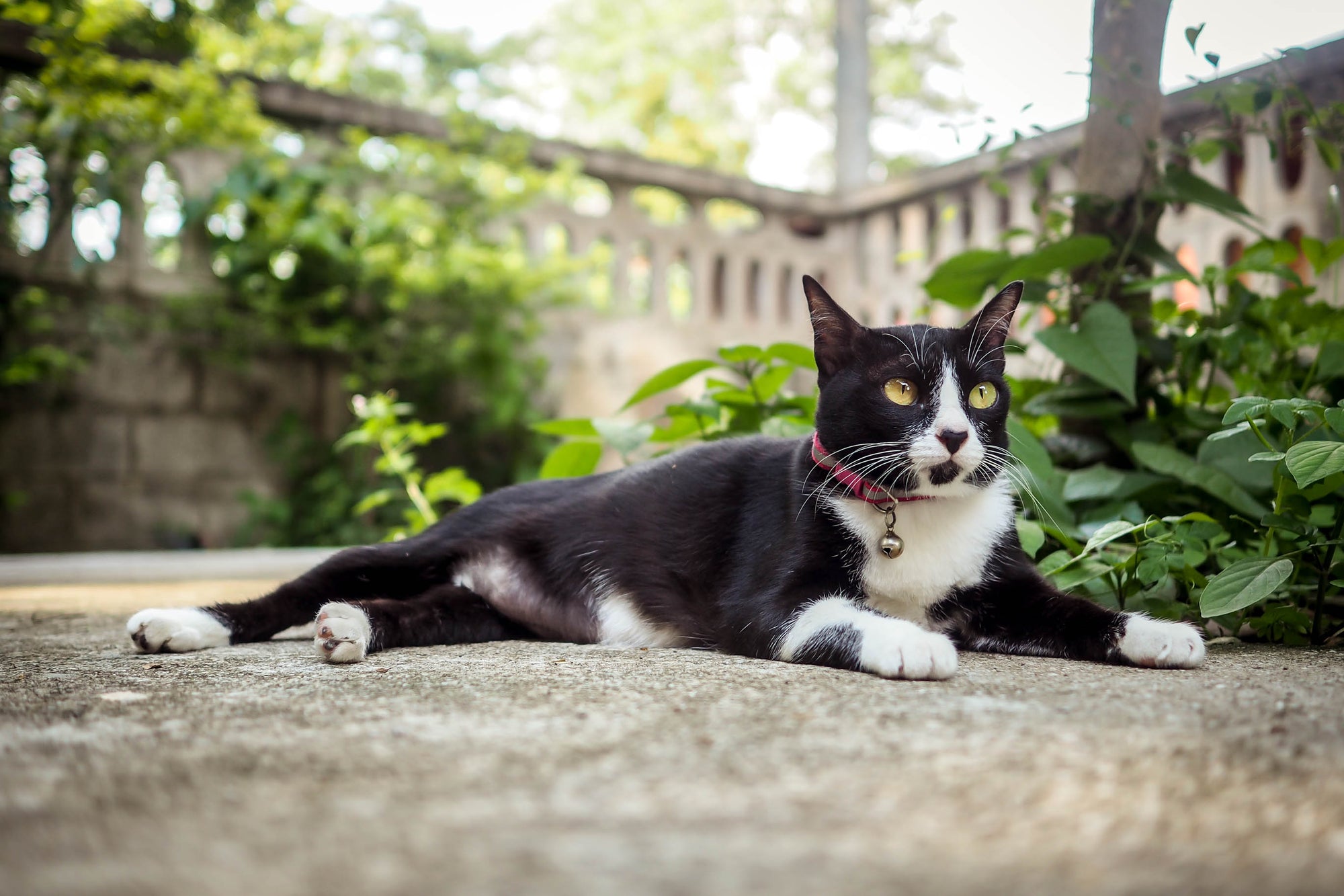 A cat lying down outdoors, with a bell on its collar.