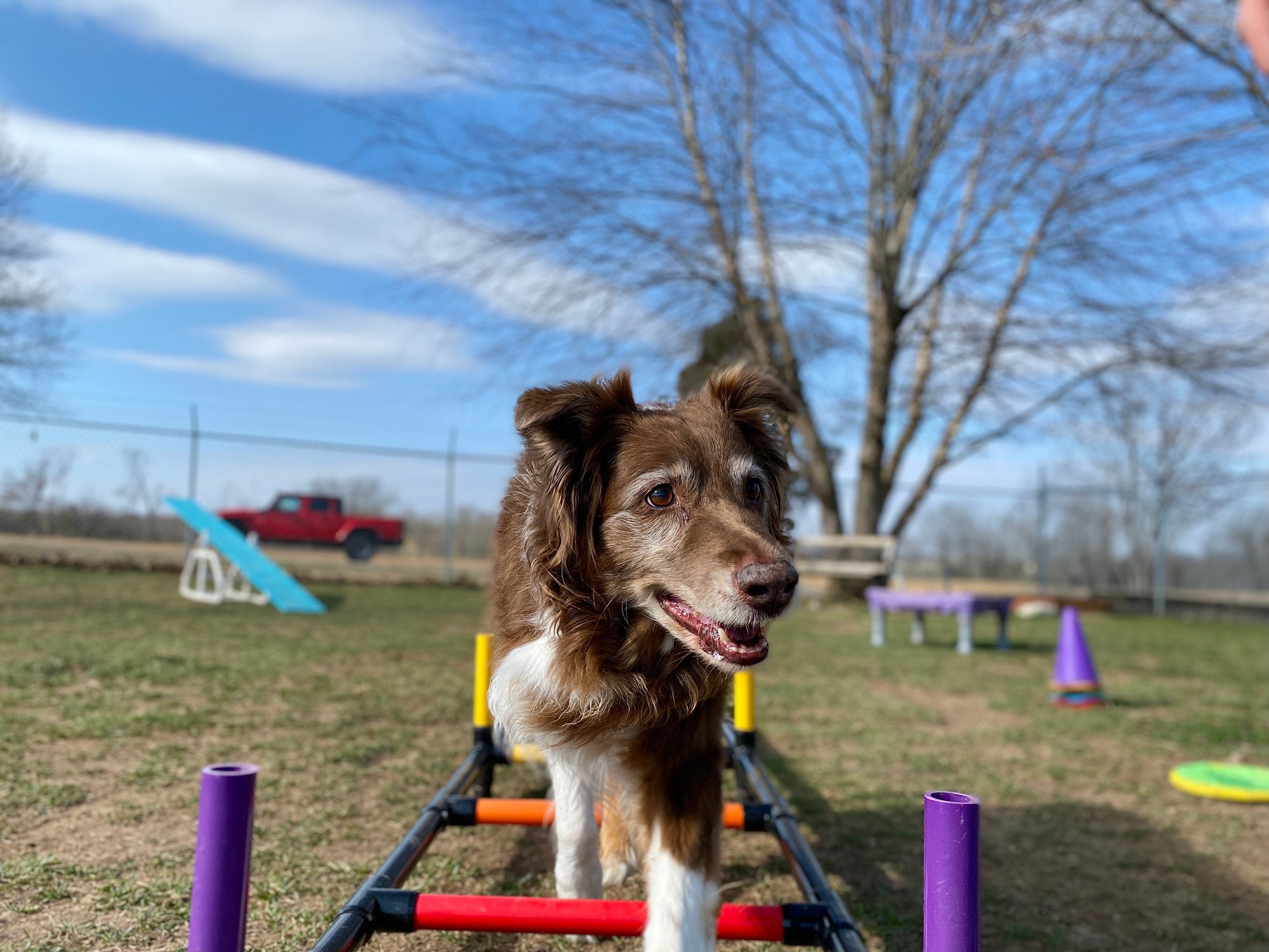 A dog navigating obstacles on a playground.
