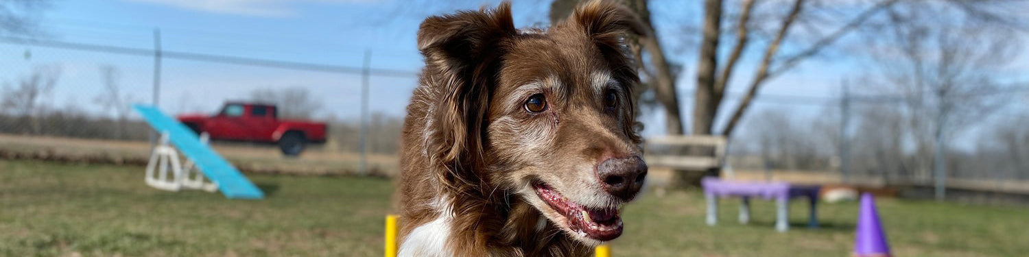 A dog navigating obstacles on a playground.