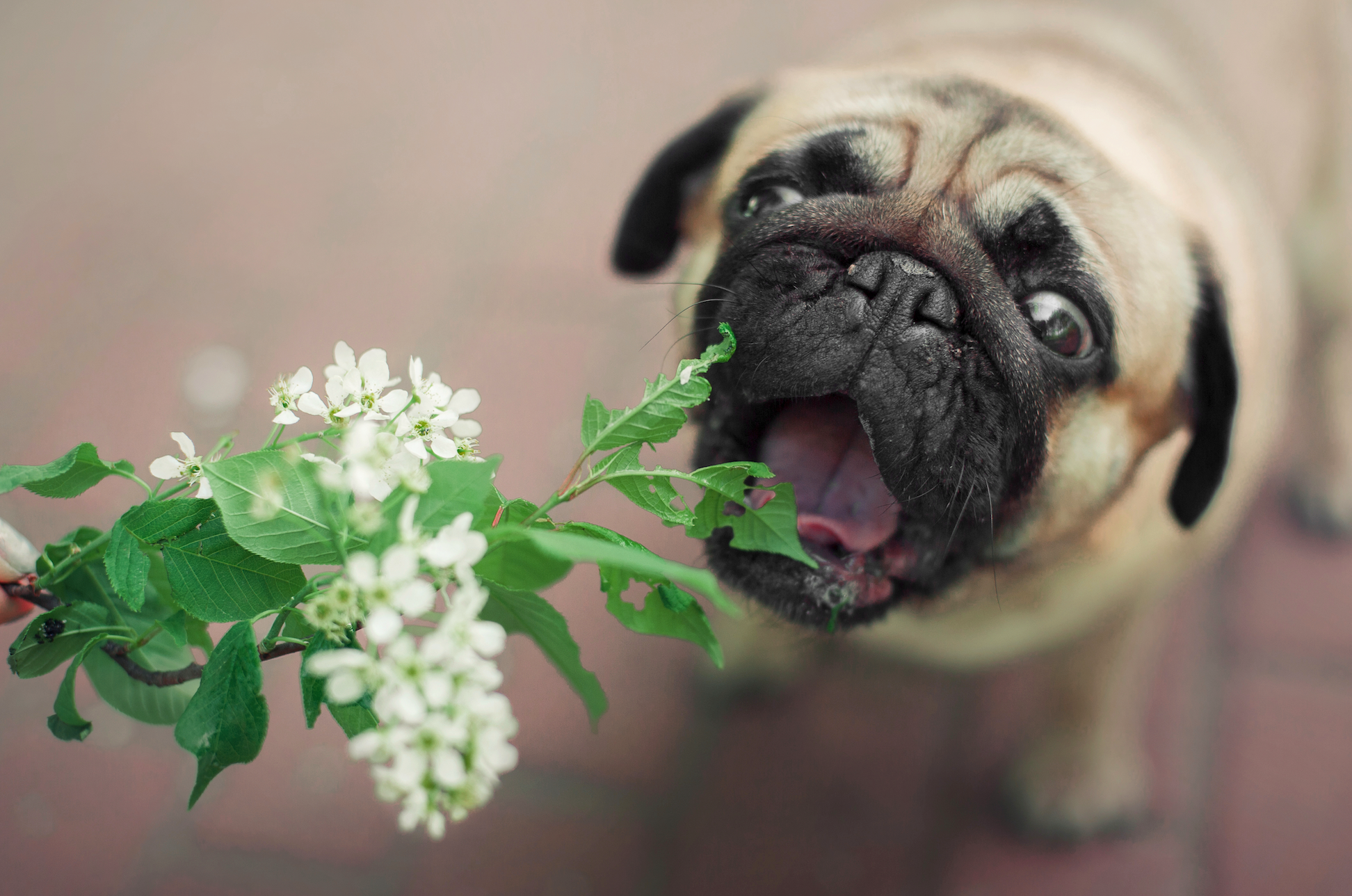 A pug dog with mouth open near a flower and plant.