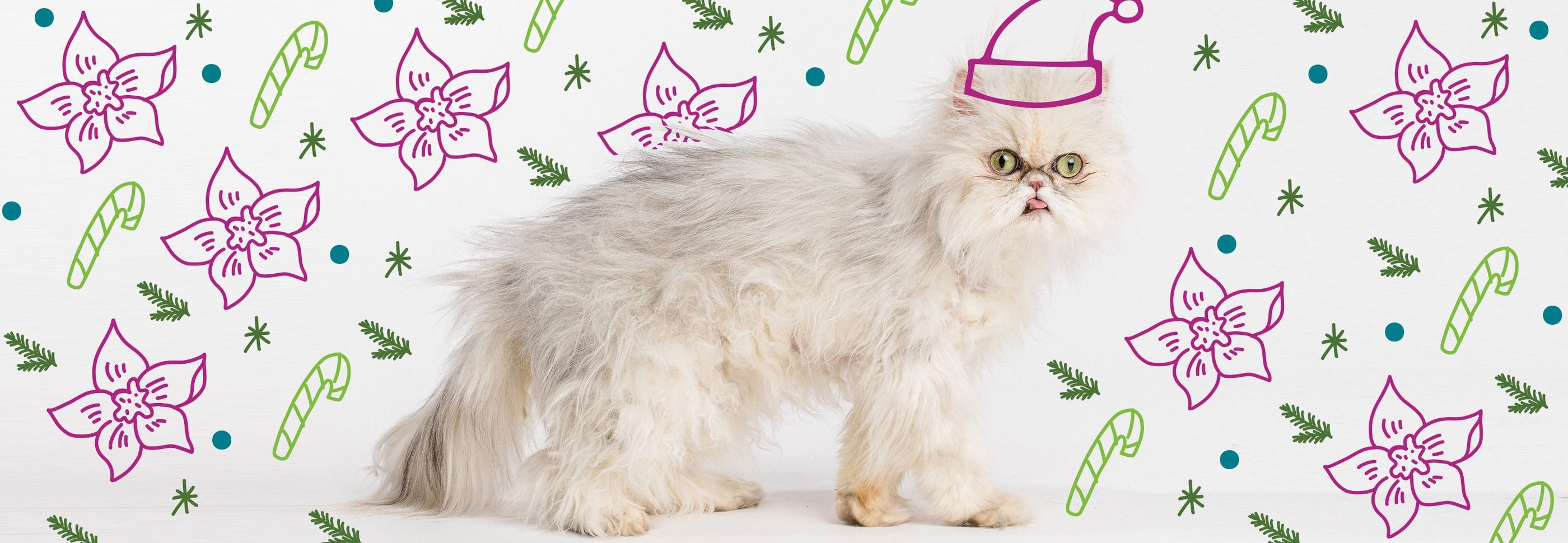 A fluffy white Persian cat wearing a pink Santa hat stands against a festive background decorated with pink poinsettias, green candy canes, stars, and blue dots. The cat looks directly at the camera with a slightly grumpy expression.