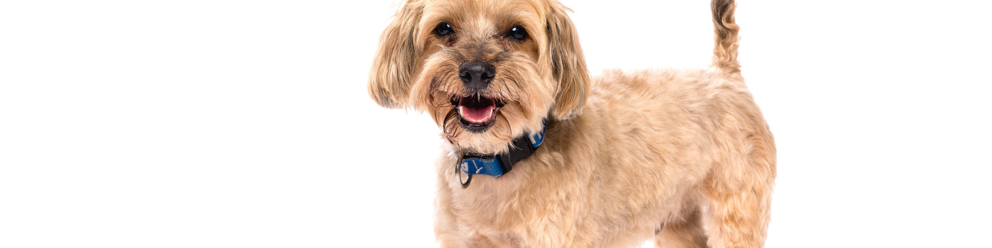 A small, tan-colored dog with a slightly curly fur coat stands against a white background. The dog is wearing a blue collar and has a happy expression with its mouth open and tongue slightly visible. Its tail is curled over its back.