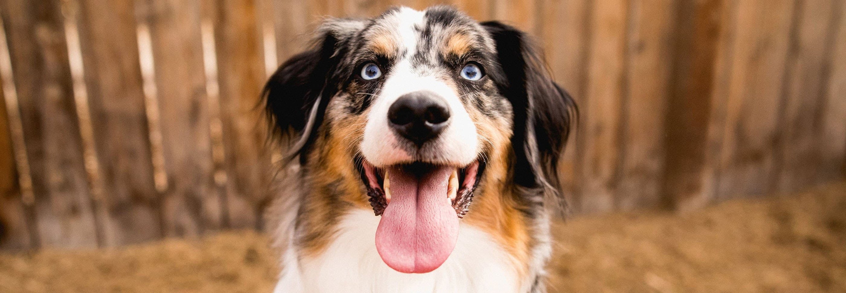 A close-up of a happy dog with blue eyes, a merle coat, and a wide-open mouth, showing its tongue. The background is a wooden fence and dirt ground. The dog's joyful expression is the focal point of the image.