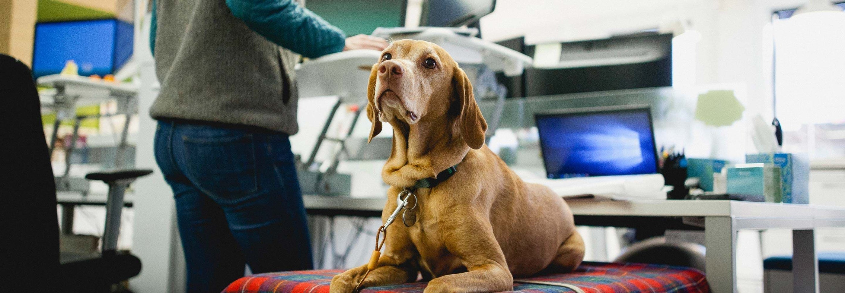 A brown dog with a blue collar sits atop a plaid blanket on a desk in an office. In the background, a person in a green sweater and jeans stands next to the desk, working at a computer. Office supplies and a monitor are visible around the workspace.