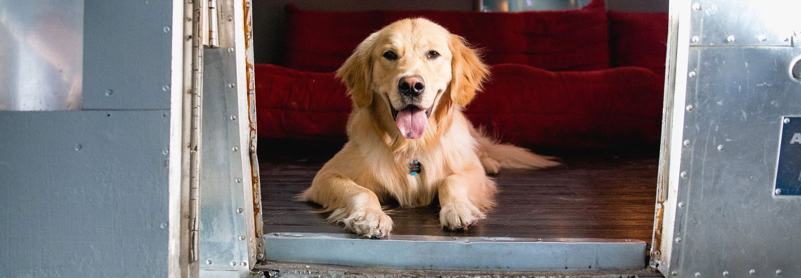 A golden retriever with a happy expression lies comfortably in the doorway of a trailer. The dog wears a blue collar and tag, and a red sofa is visible in the background. The trailer's metallic interior contrasts with the dog's golden fur.